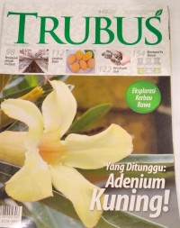 Image of TRUBUS : YANG DITUNGGU ADENIUM KUNING!